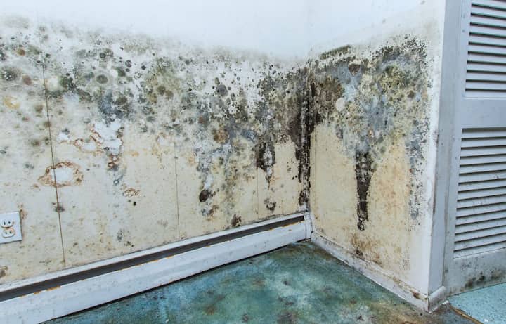residential mold removal experts in Concord